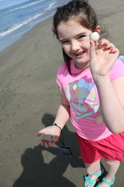 Sand Dollar