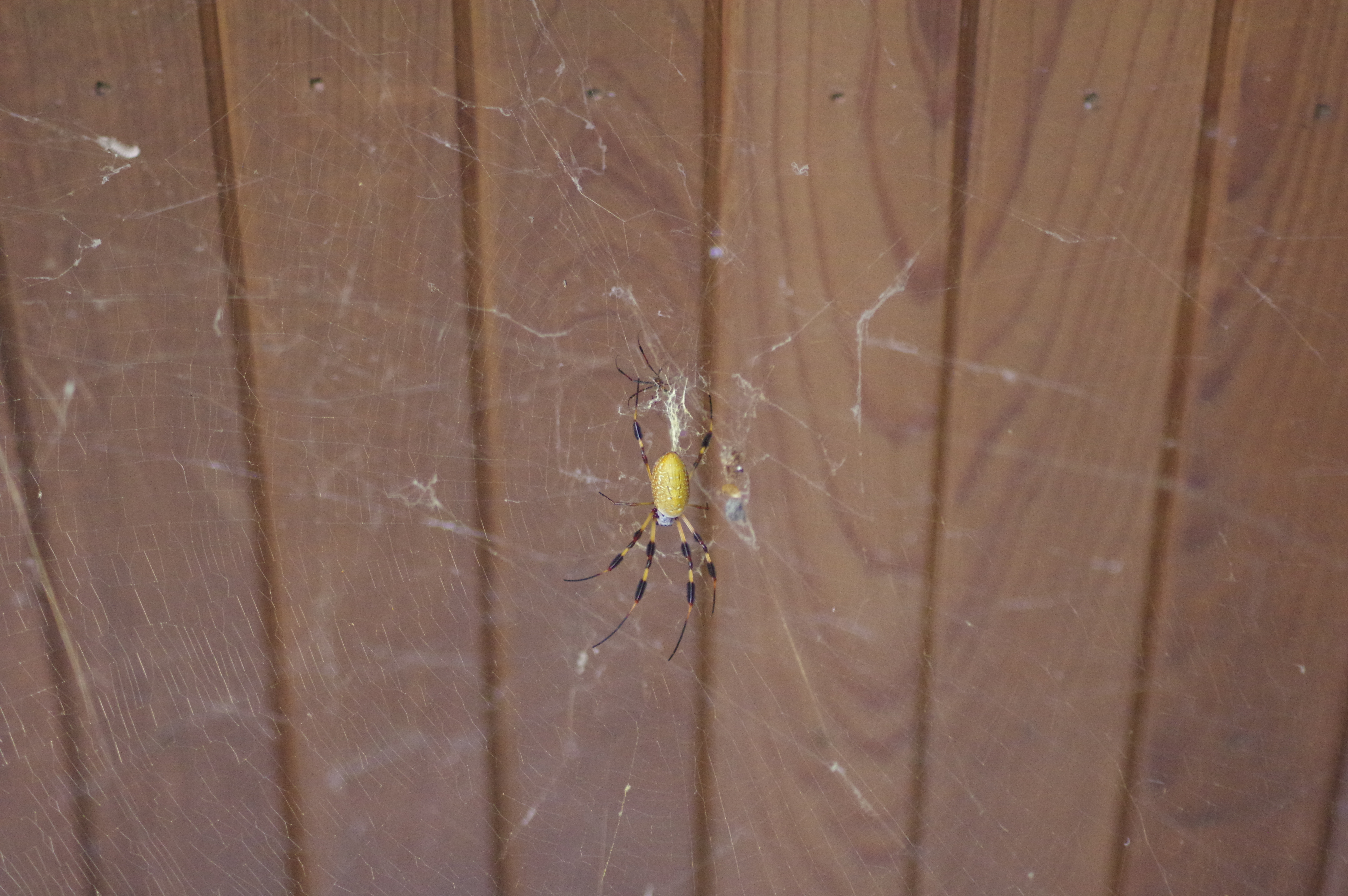Golden Orb Spider