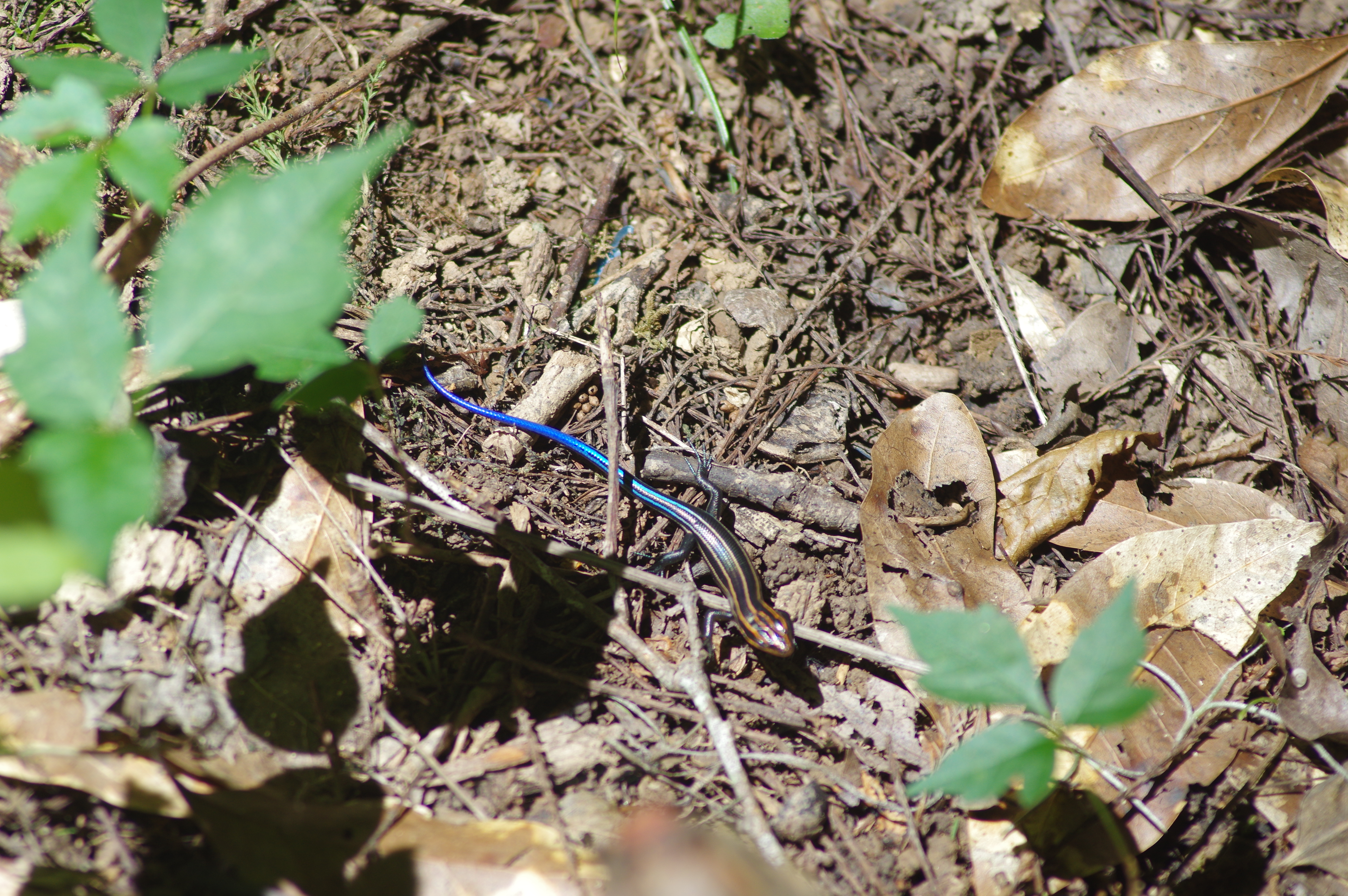 Six Lined Racerunner