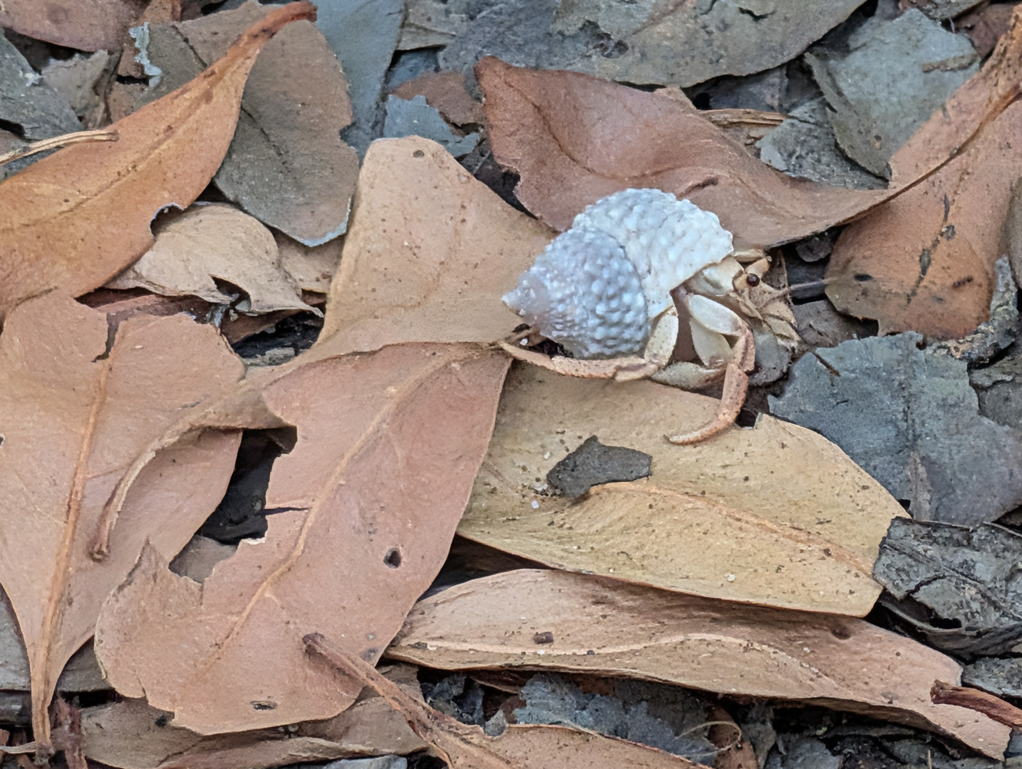 Hermit Crab